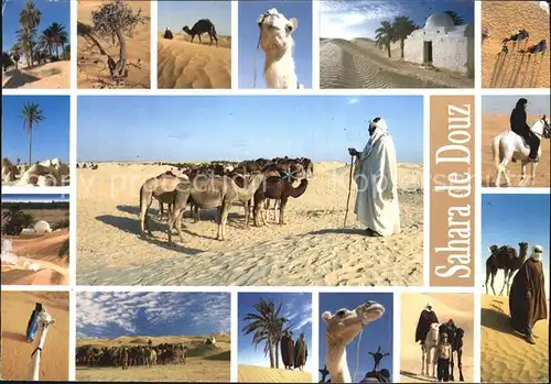 Douz Sahara Kamele Kat. Tunesien