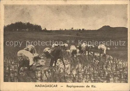 Madagascar Repiqueuses de riz Reisfelder Kat. Madagascar