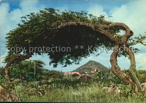 Aruba Divi Tree Kat. Aruba