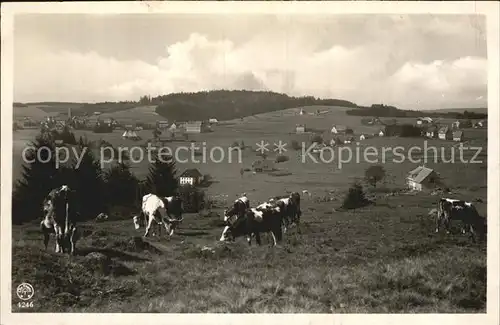 Schoenwald Schwarzwald Landschaftspanorama Viehweide Kuehe Kat. Schoenwald im Schwarzwald