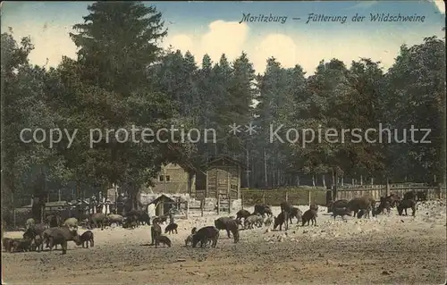 Moritzburg Sachsen Fuetterung der Wildschweine Kat. Moritzburg Dresden