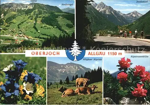 Oberjoch Hochvogel Jochkanzel Alpvieh Kat. Bad Hindelang