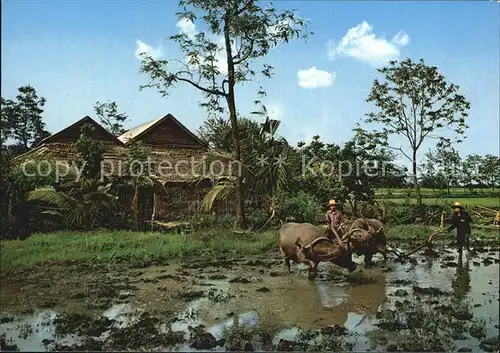 Malaysia Malaya Ploughing with Buffaloes Kat. Malaysia