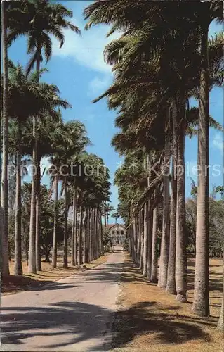 Barbados Palmenallee Kat. Barbados