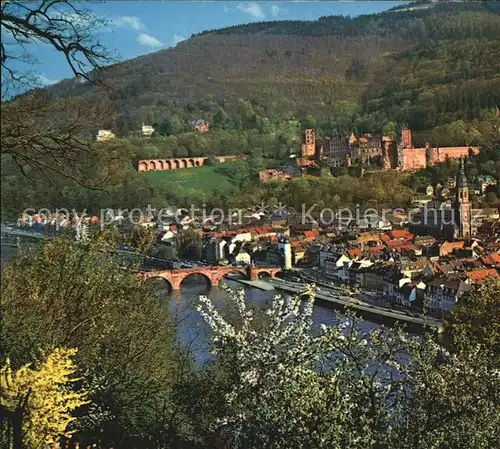 Heidelberg Neckar Fruehling Schloss Kat. Heidelberg