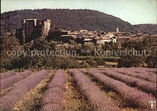 Alba la Romaine Lavendelfeld Kat. Alba la Romaine