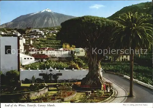 Tenerife Icod of the Wines Kat. Islas Canarias Spanien