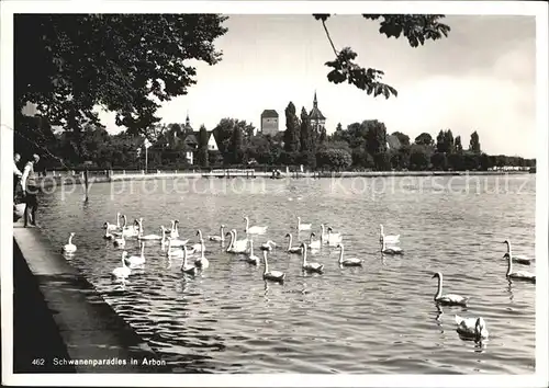 Arbon TG Seepanorama Schwaene Kat. Arbon