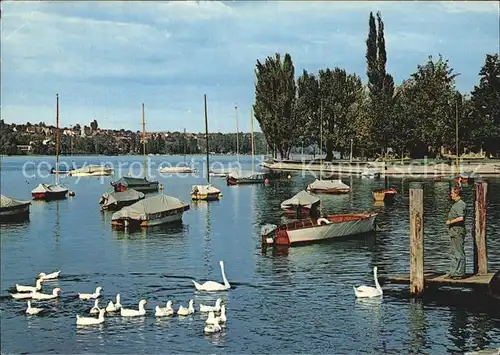 Steckborn Untersee Bootsliegeplatz Schwaene