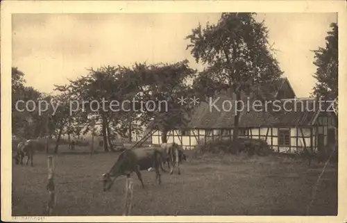 Hattingen Ruhr Bauerngehoeft Kuehe Kat. Hattingen