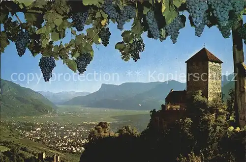 Meran Merano Castel Tirolo vista alla Mendola Schloss Tirol Weinreben Weintrauben