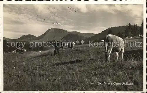 Les Paccots Viehweide Kuehe Alpen Kat. Les Paccots