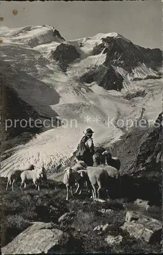 Sustenstrasse Tierberge Schafe Gletscher Gebirgspanorama Kat. Susten