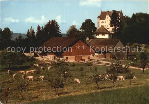 Stettfurt Schloss Sonnenberg Bauernhof Viehweide Kuehe Kat. Stettfurt