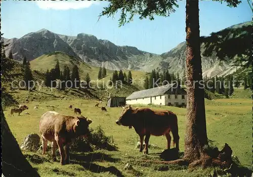 Tannheim Tirol mit aelpele Viehweide Kat. Tannheim