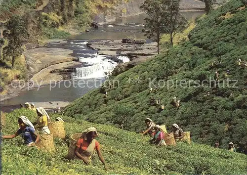 Sri Lanka Tea Plantation with Tea Pluckers Kat. Sri Lanka