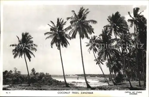 Zanzibar Kokosnusspalmen Kat. Zanzibar