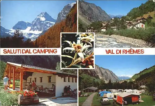 Valle d Aosta Camping Val di Rhemes Edelweissblume