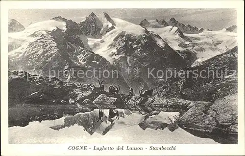 Cogne  Laghetto del Lauson Stambecchi