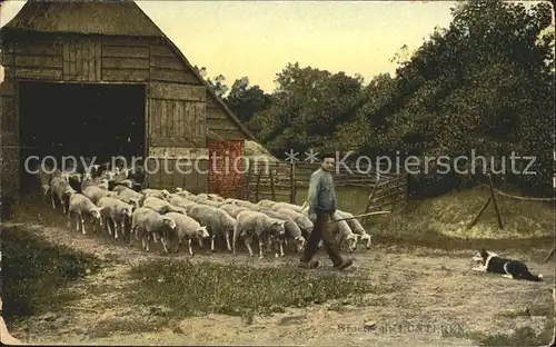 Lunteren Bauer Schafe Hund