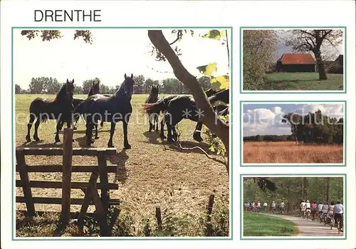 Drenthe Pferde Bauernhof Landschaft Radfahren