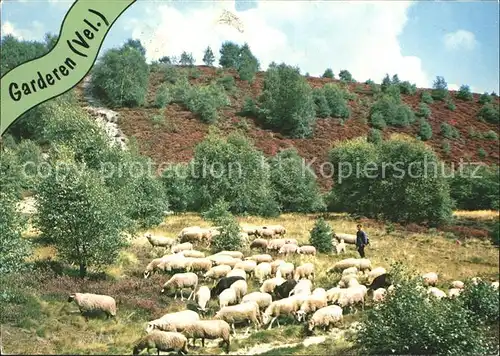 Garderen Schafe