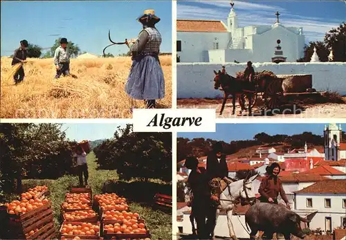 Algarve Kornernte Orangen