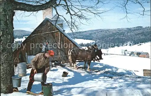 Vermont US State Maple Sugar Time Bauer Pferde im Schnee