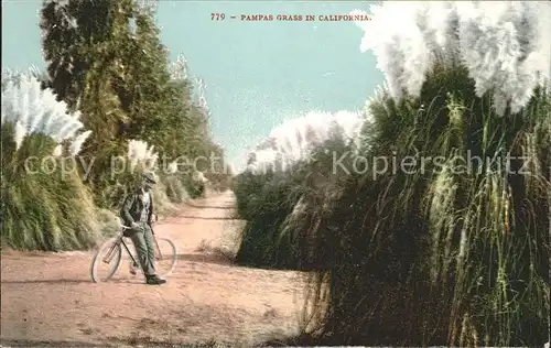 California US State Pampas Grass Mann mit Fahrrad