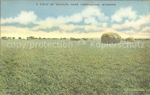 Wyoming US State Field of Alfaalfa near Torrington 