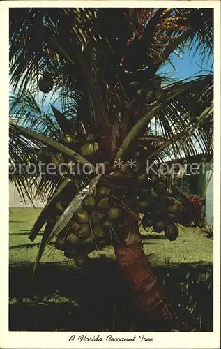 Florida US State Kokosnussbaum
