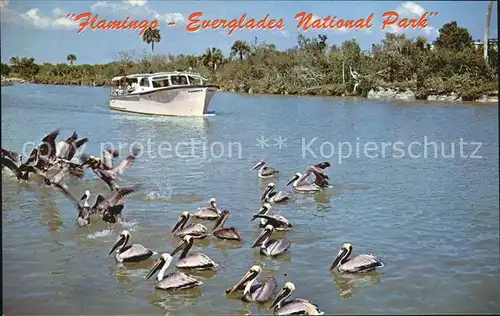 Florida US State Flamingo Everglades National Park