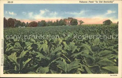 Kentucky US State Tobacco Field in Old Kentucky