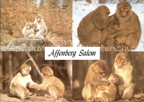 Affen Affenberg Salem Berberaffen  Kat. Tiere