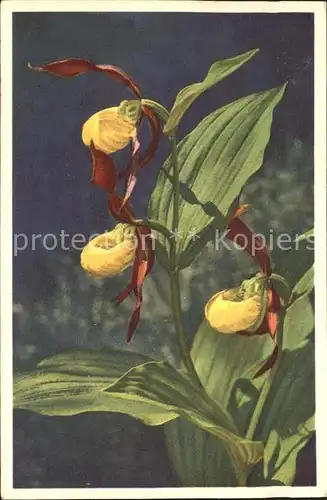 Blumen Frauenschuh Cypripedium calceolus Kat. Pflanzen