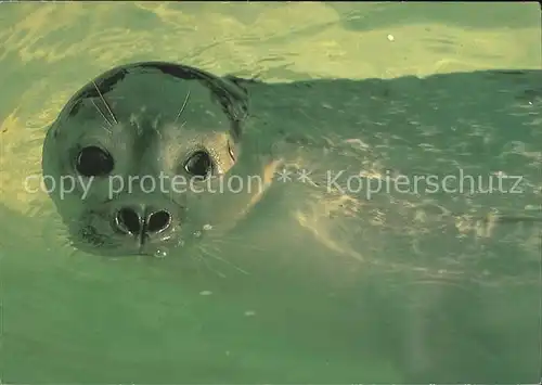 Robben Nationalpark Wattenmeer  Kat. Tiere