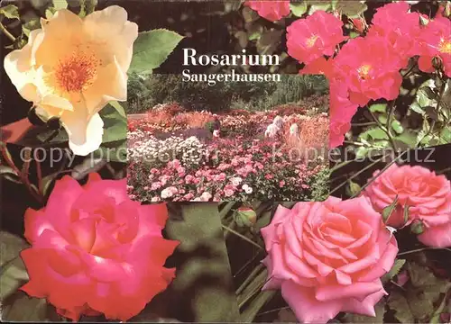 Rosen Rosarium Sangerhausen  Kat. Pflanzen