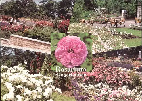 Rosen Rosarium Sangerhausen Rosenpavillon  Kat. Pflanzen