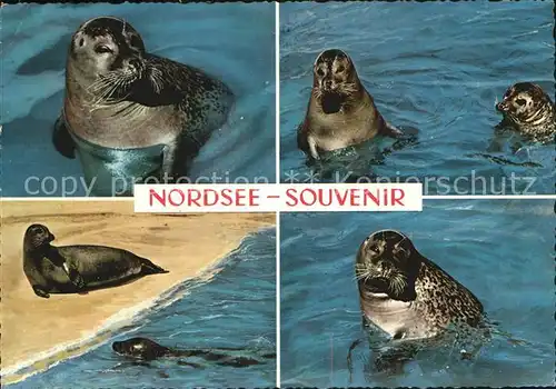 Robben Seehunde Nordsee Kat. Tiere