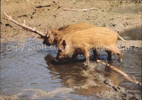 Tiere Wildschweine Frischlinge  Kat. Tiere