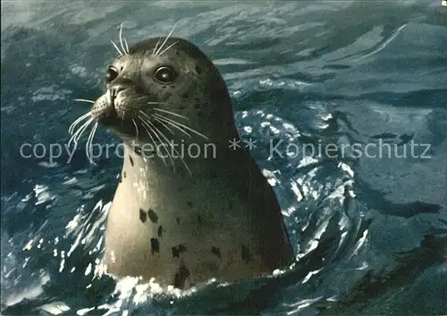 Seehunde Robben Nordsee Insel Amrum  Kat. Tiere