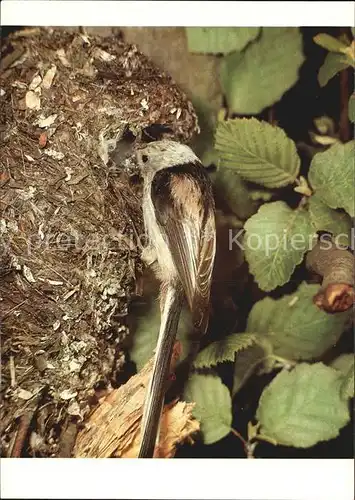 Voegel Schwanzmeise Kat. Tiere