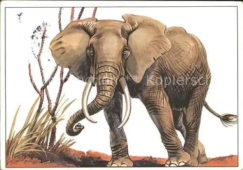 Elefant Afrikanischer Steppenelefant  Kat. Tiere