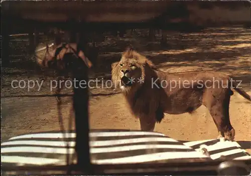 Loewe Loewenfreigehege Tueddern Kat. Tiere