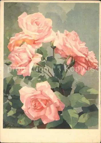 Rosen Kuenstlerkarte Gustav Engelmann  Kat. Pflanzen