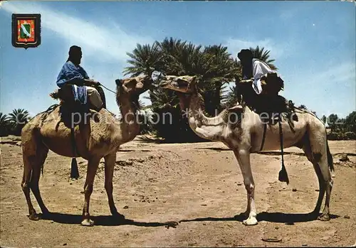 Kamele Sahara Meharistas Kat. Tiere