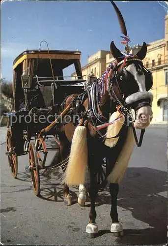 Pferdekutschen Horse Drawn Carriage Il Karrozzin Malta Kat. Tiere