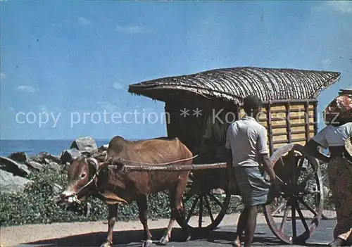 Stiere Bullock Cart Negombo Sri Lanka Kat. Tiere