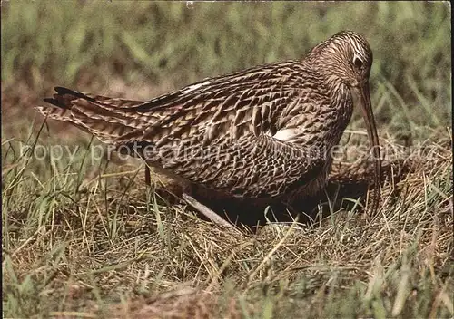 Voegel Brachvogel am Gelege Kat. Tiere