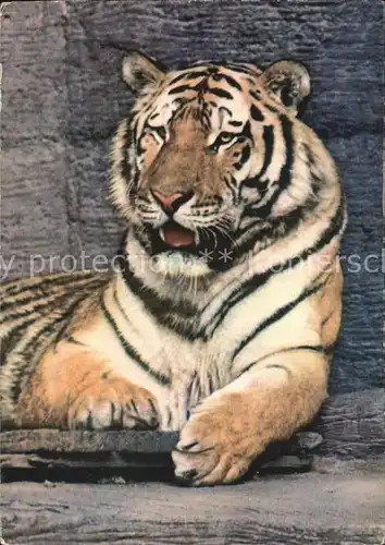 Tiger Tiere  Kat. Tiere